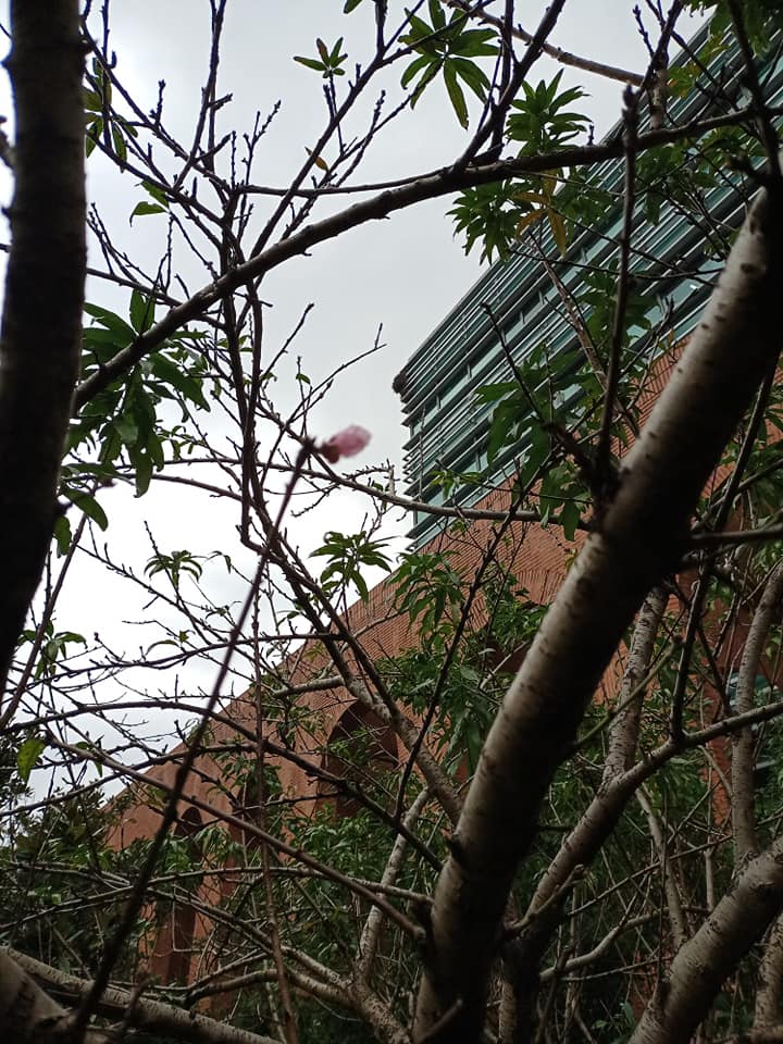 元旦驚嘆桃花開 (3/3)