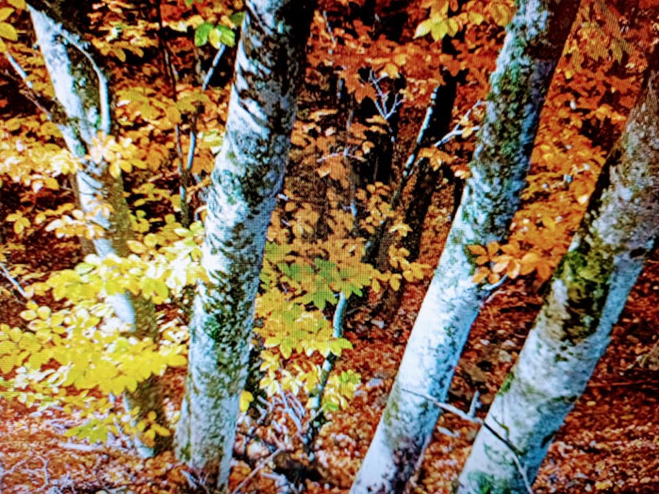 向俄羅斯白樺致敬