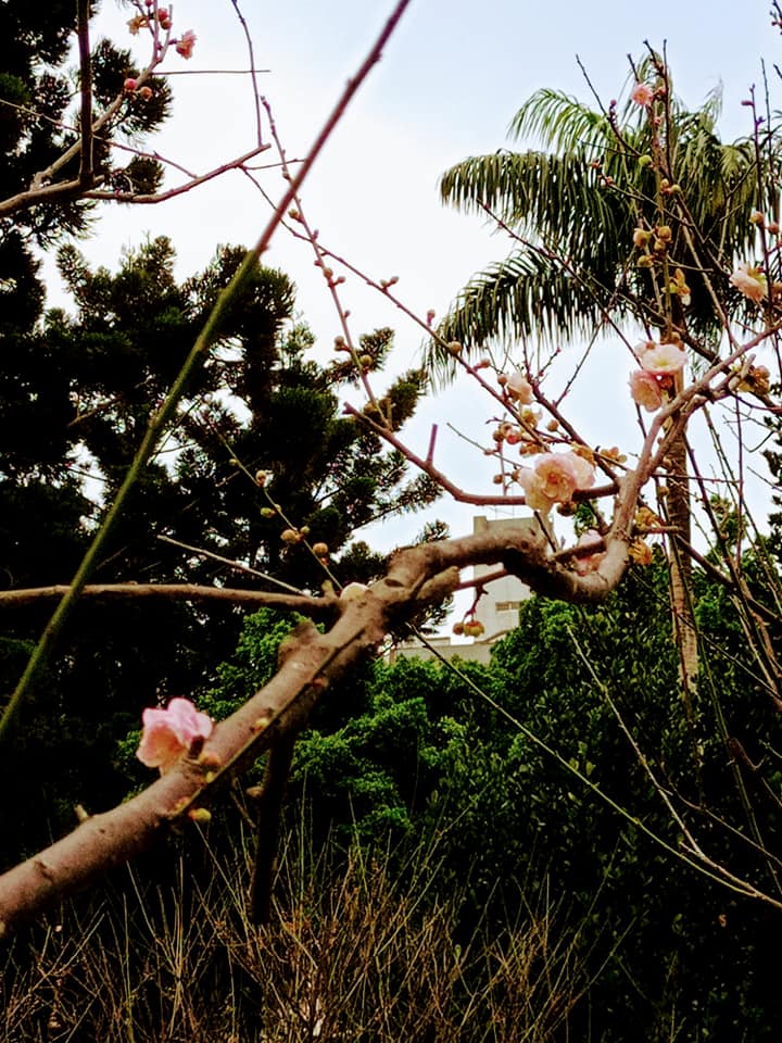賞梅的四貴與五福