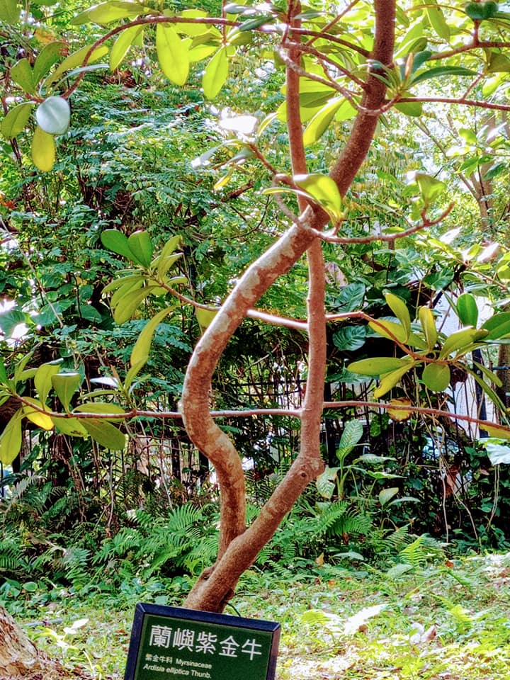 生肖植物紫金牛