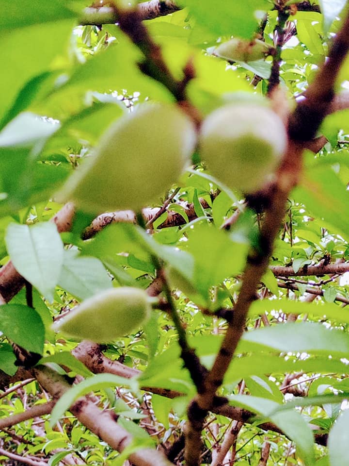 桃子登場搶報吉祥