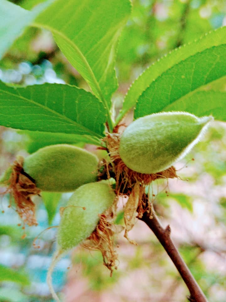 桃子登場搶報吉祥
