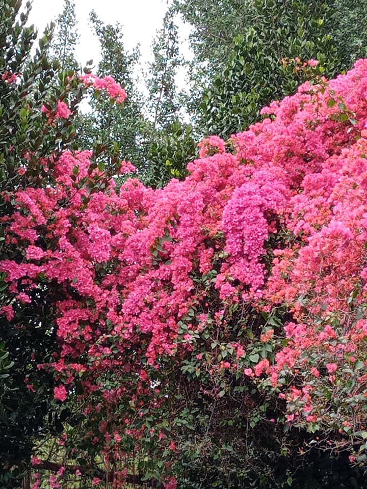 九重葛當紅四月雪爭寵