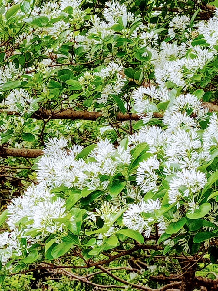 九重葛當紅四月雪爭寵