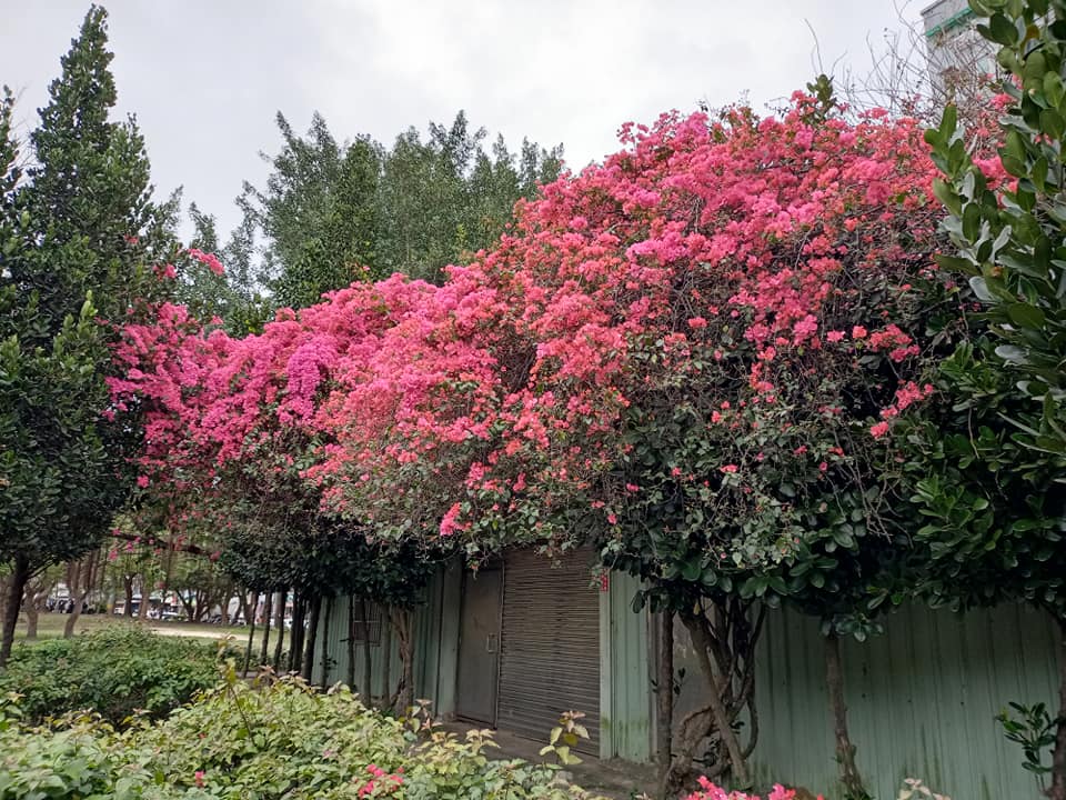 九重葛當紅四月雪爭寵