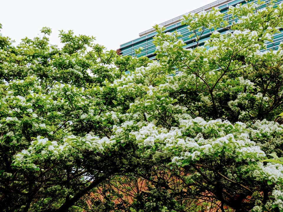 九重葛當紅四月雪爭寵