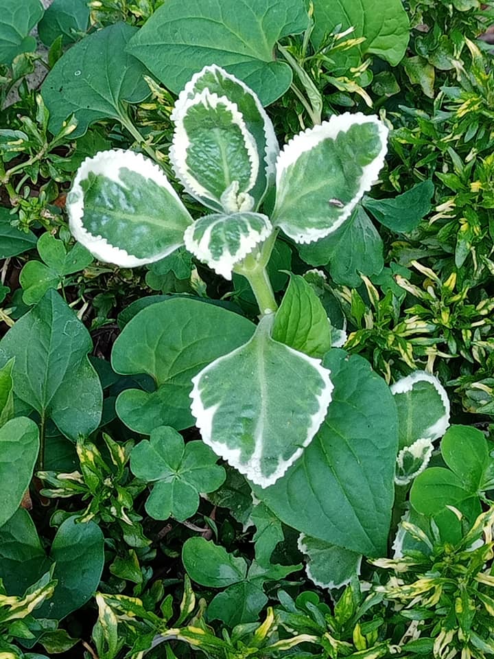 左手香，就是好