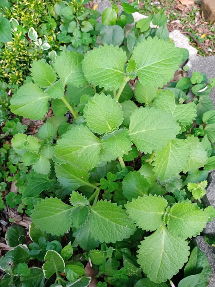 左手香，就是好