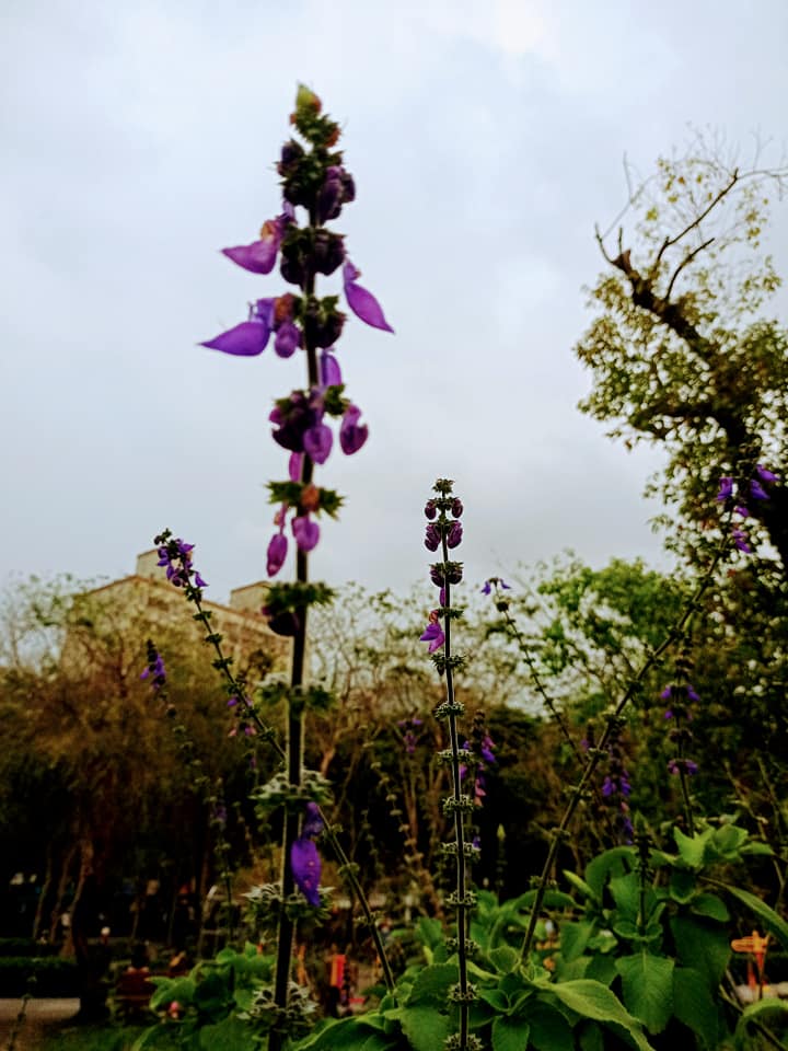 廣藿香與天爭高