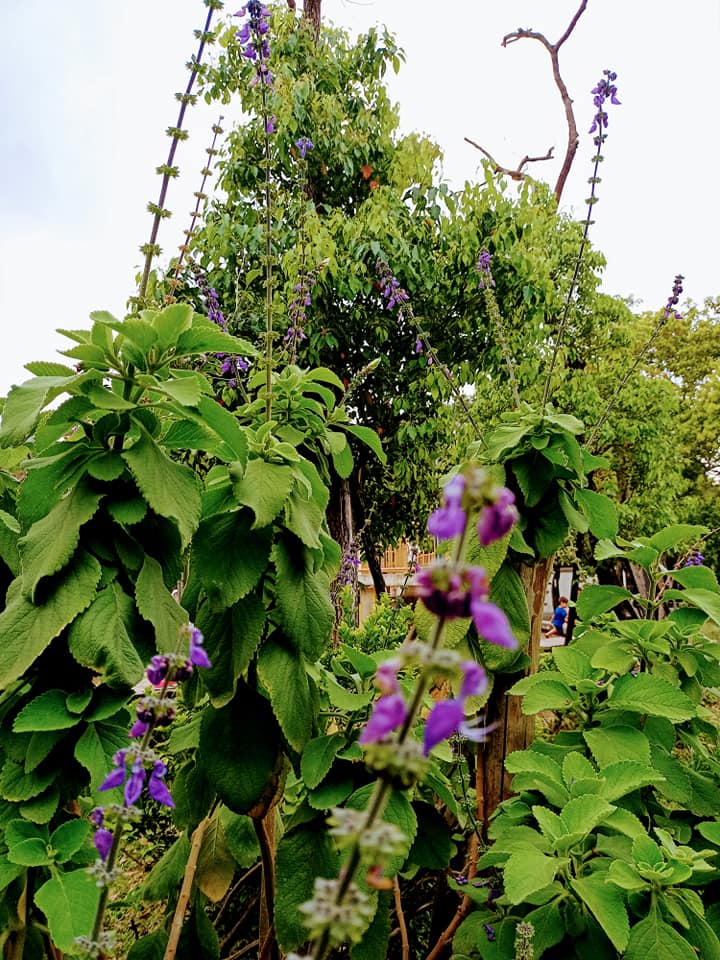 廣藿香與天爭高