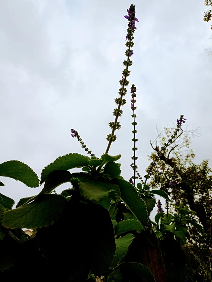 廣藿香與天爭高