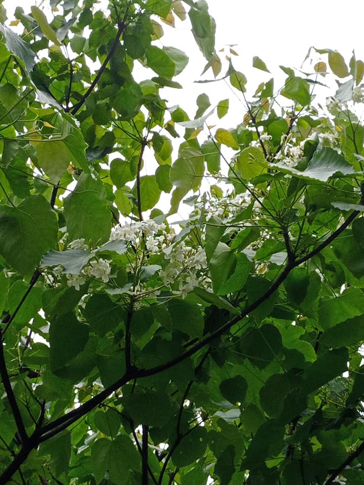 千年桐飄四月雪
