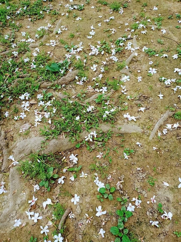 千年桐飄四月雪