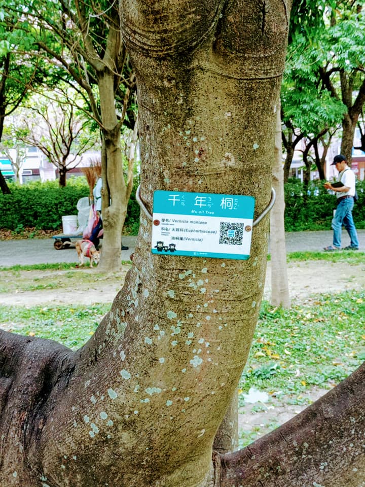 千年桐飄四月雪