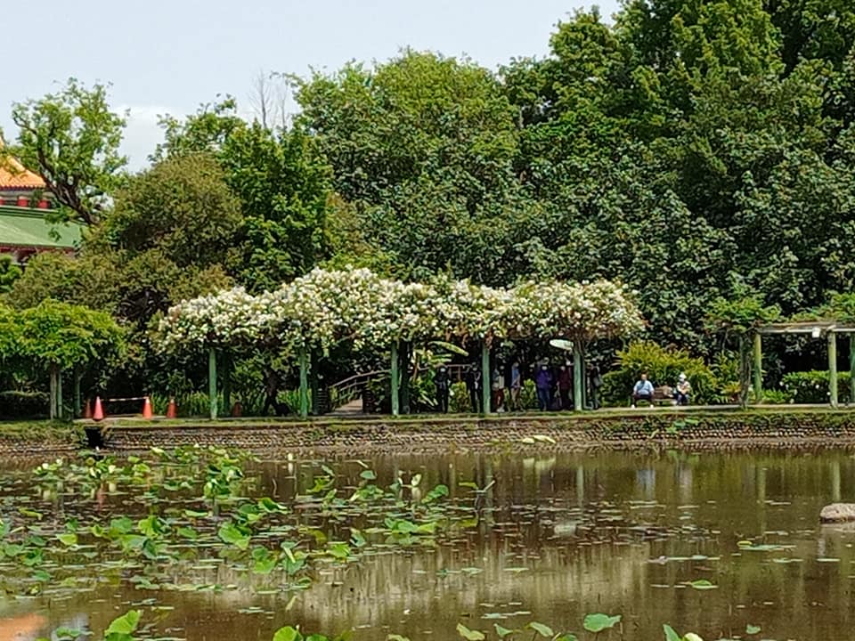 廣東薔薇台灣開花