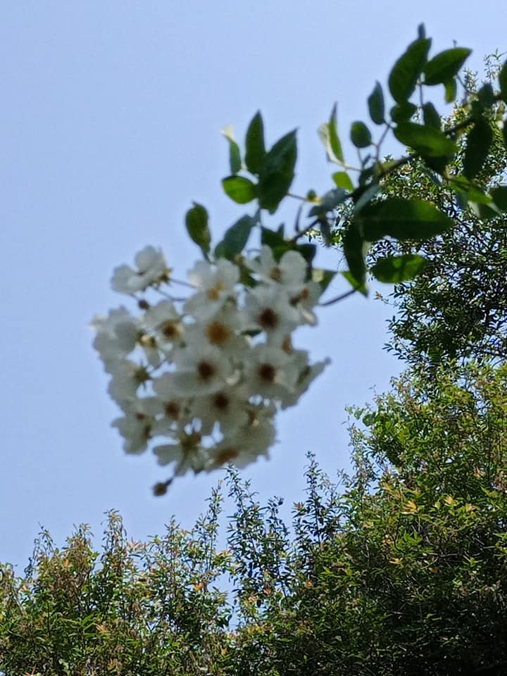 廣東薔薇台灣開花