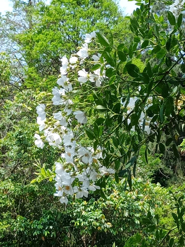廣東薔薇台灣開花