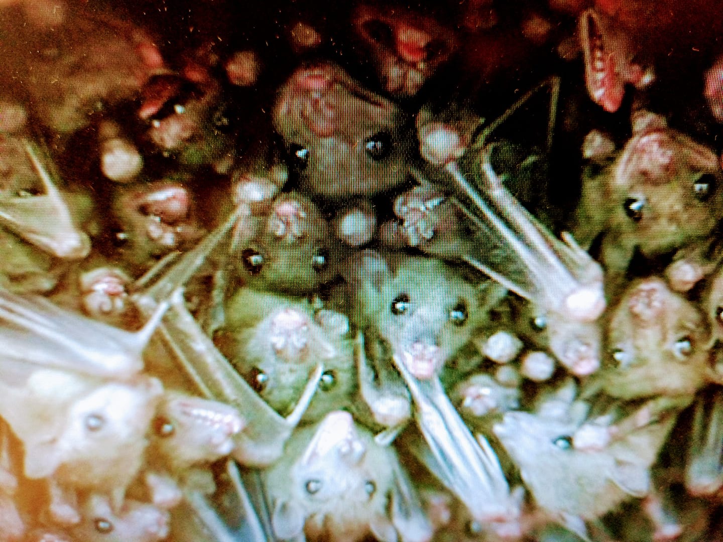 蝙蝠天堂在莫斯科