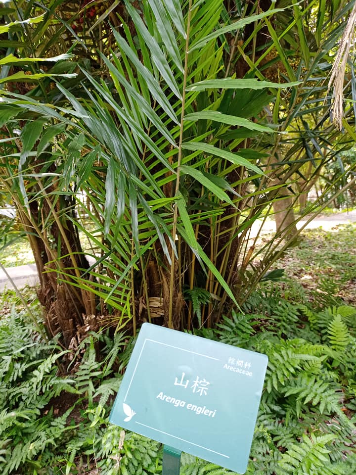 台灣山棕被冷落的歷史寶樹