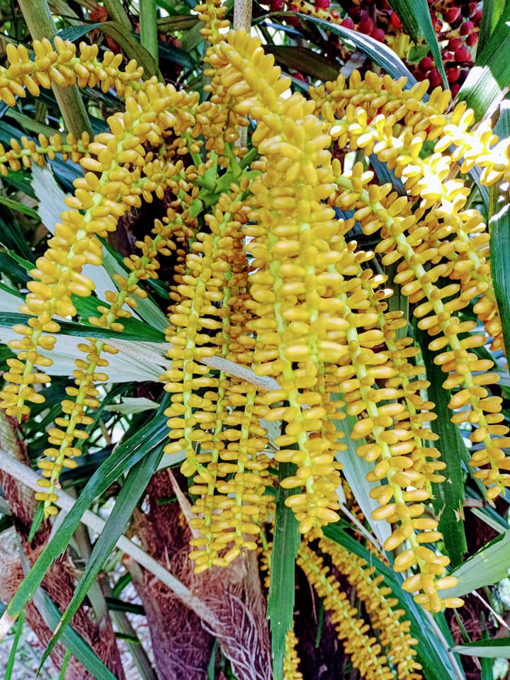 台灣山棕被冷落的歷史寶樹