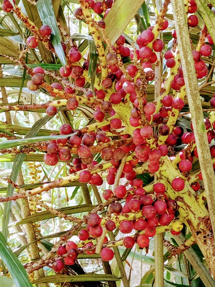 台灣山棕被冷落的歷史寶樹