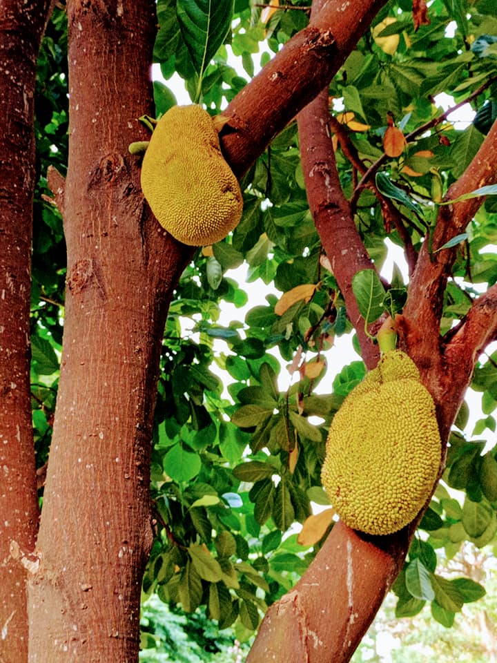 波羅蜜樹結果子