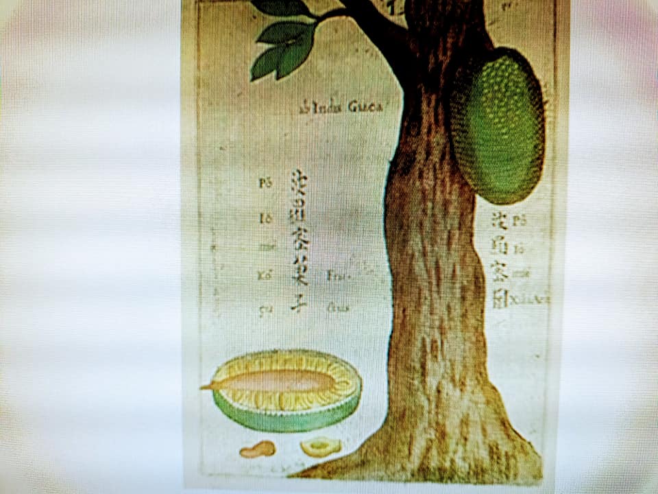 波羅蜜樹結果子