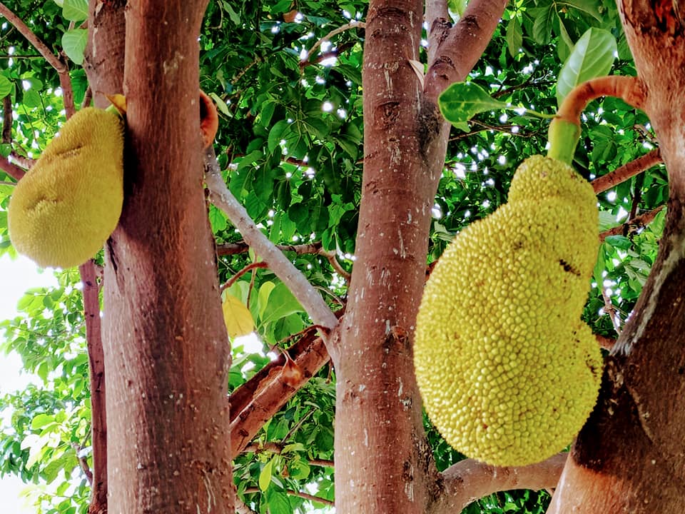 波羅蜜樹結果子