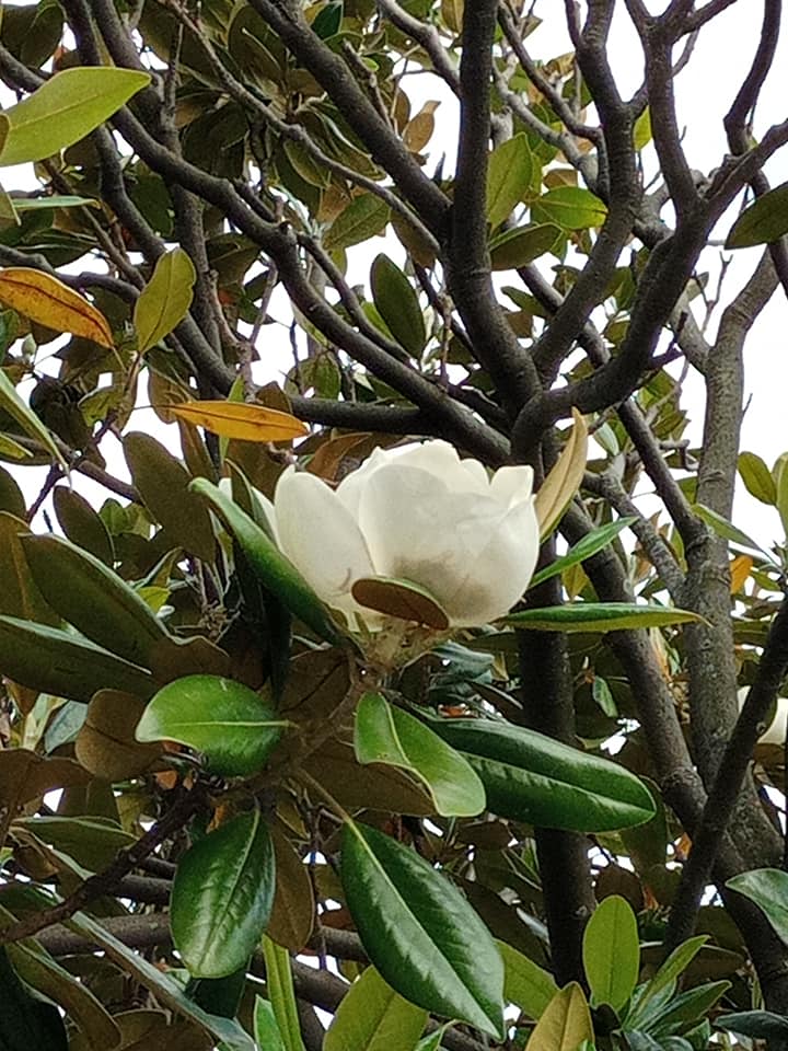 長在樹上的荷花