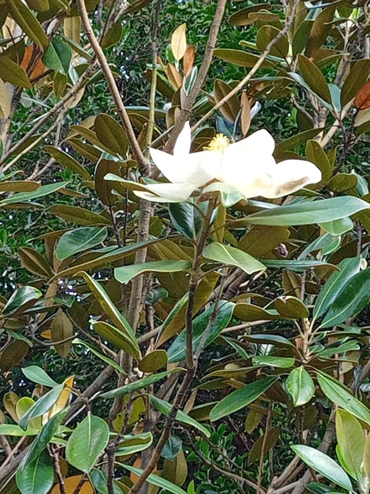 長在樹上的荷花