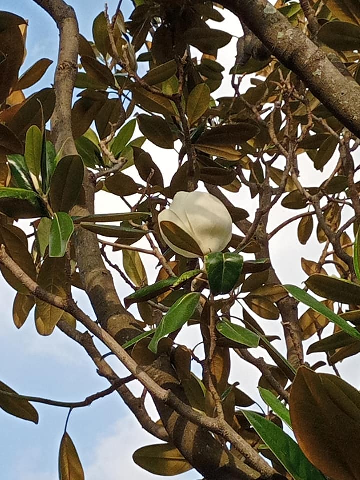 長在樹上的荷花