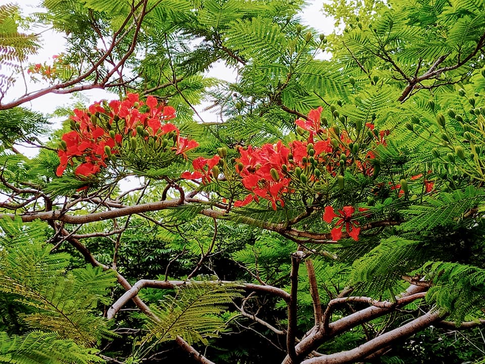鳳凰木花開紅似火