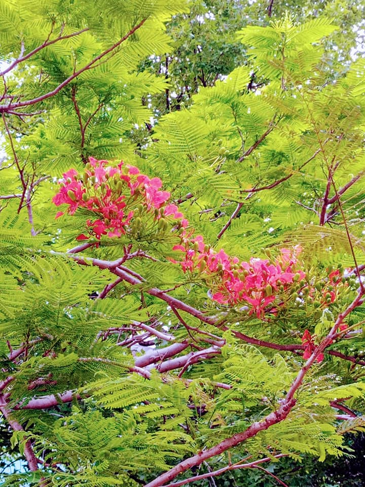 鳳凰木花開紅似火