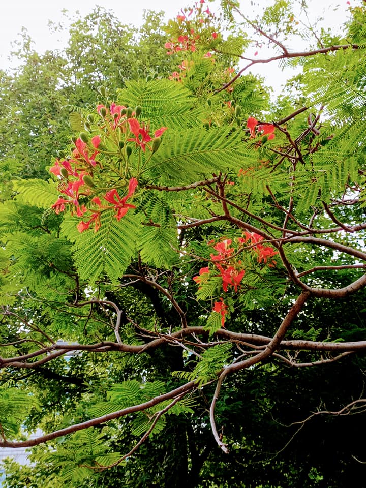 鳳凰木花開紅似火