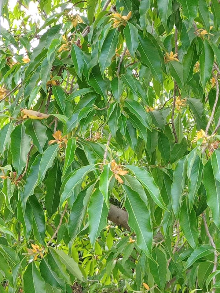 台圖館封館防疫