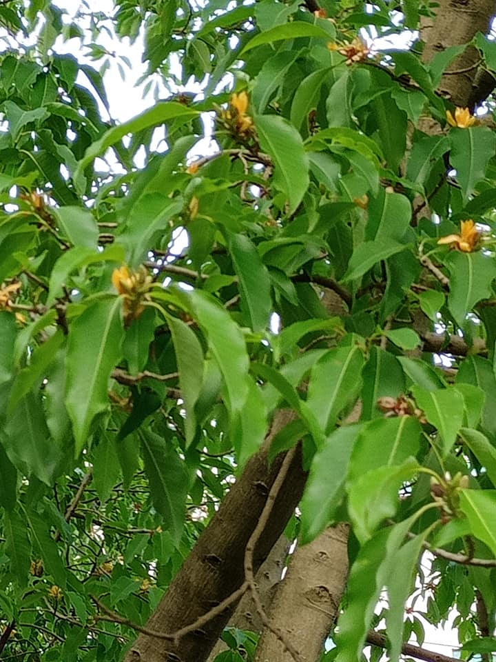 台圖館封館防疫