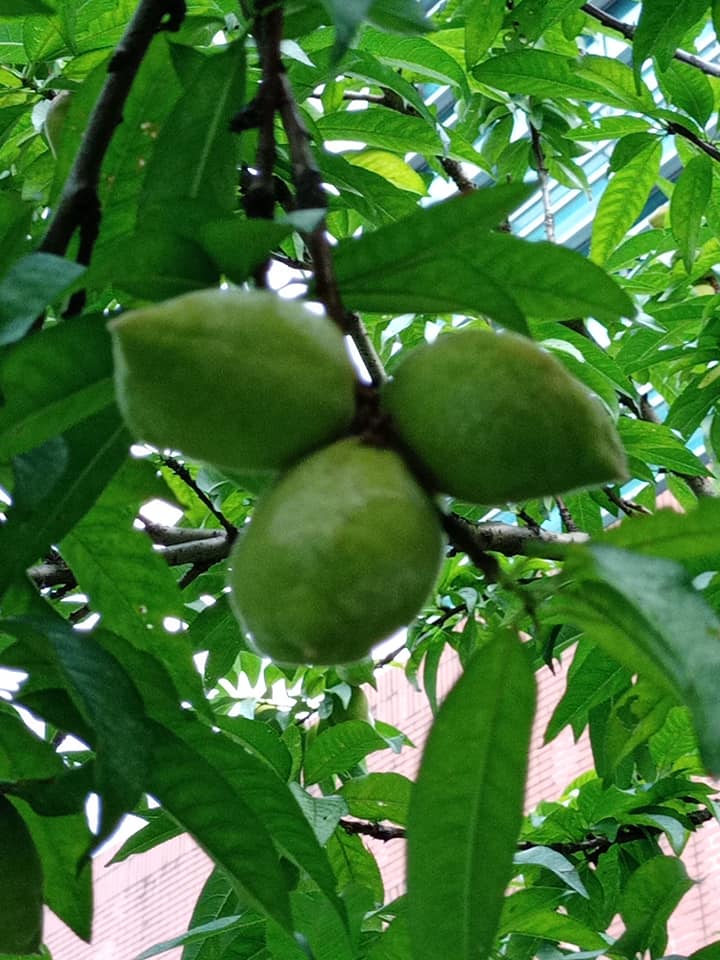 疫情猖獗人人怕