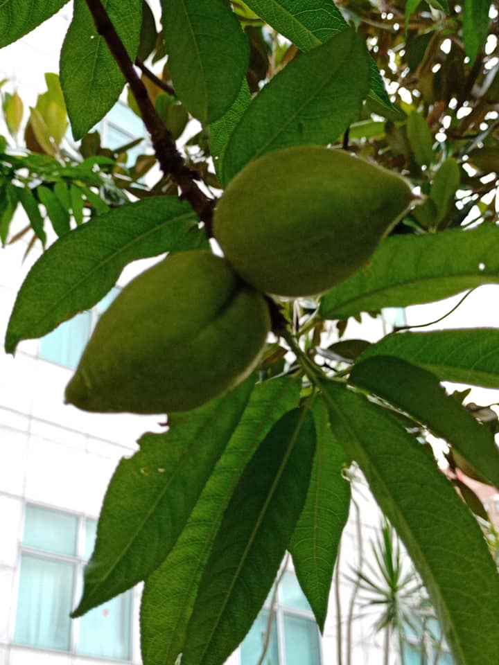 疫情猖獗人人怕