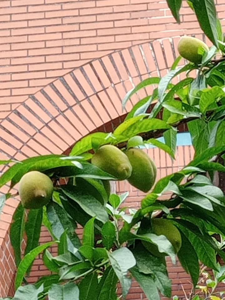 疫情猖獗人人怕