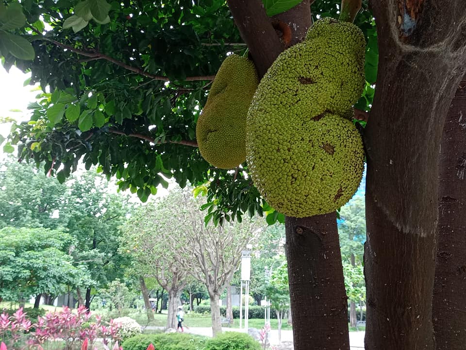 疫情肆虐公園冷清