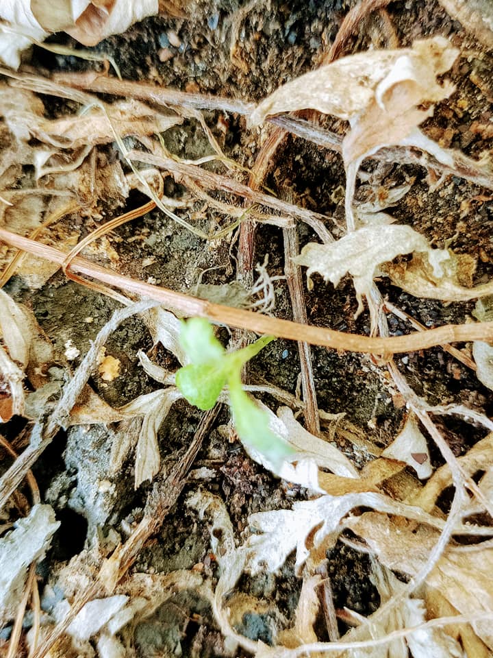 艾草嫩葉呈吉祥