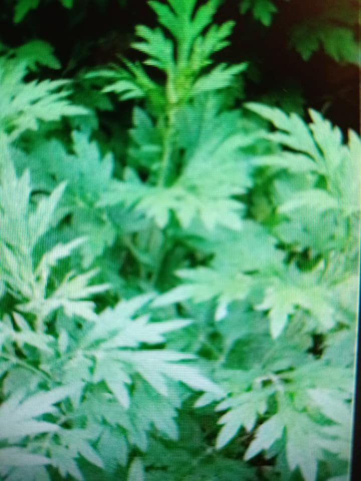 艾草嫩葉呈吉祥