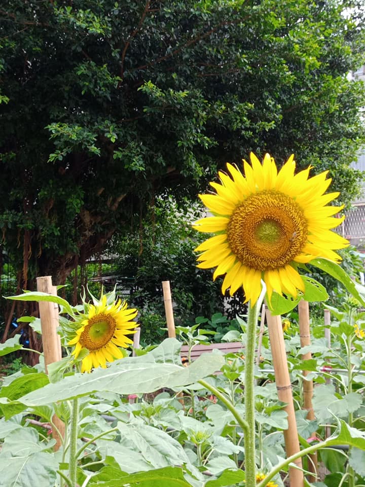 封鎖線旁的向日葵