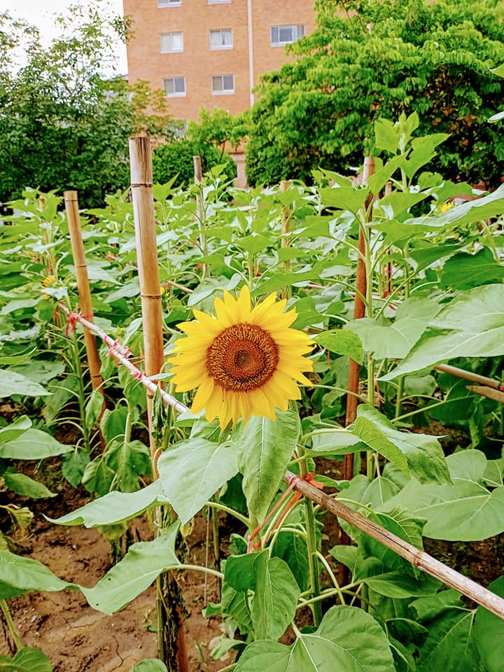 封鎖線旁的向日葵