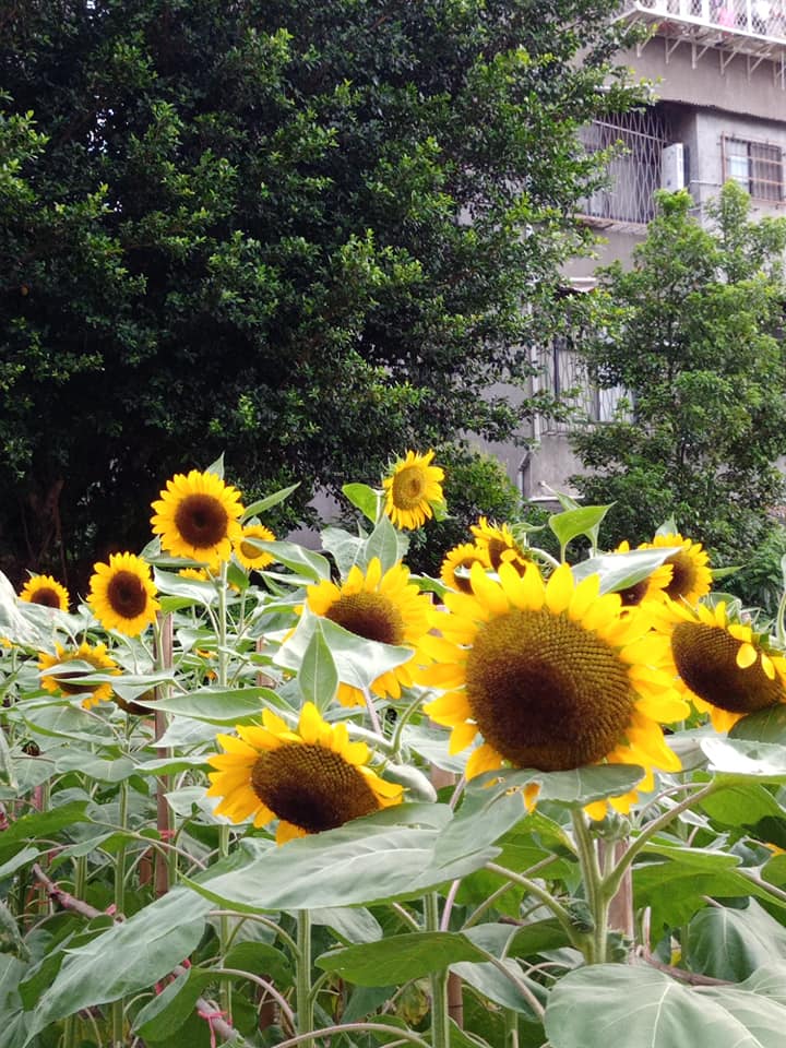 “光明之花”向日葵