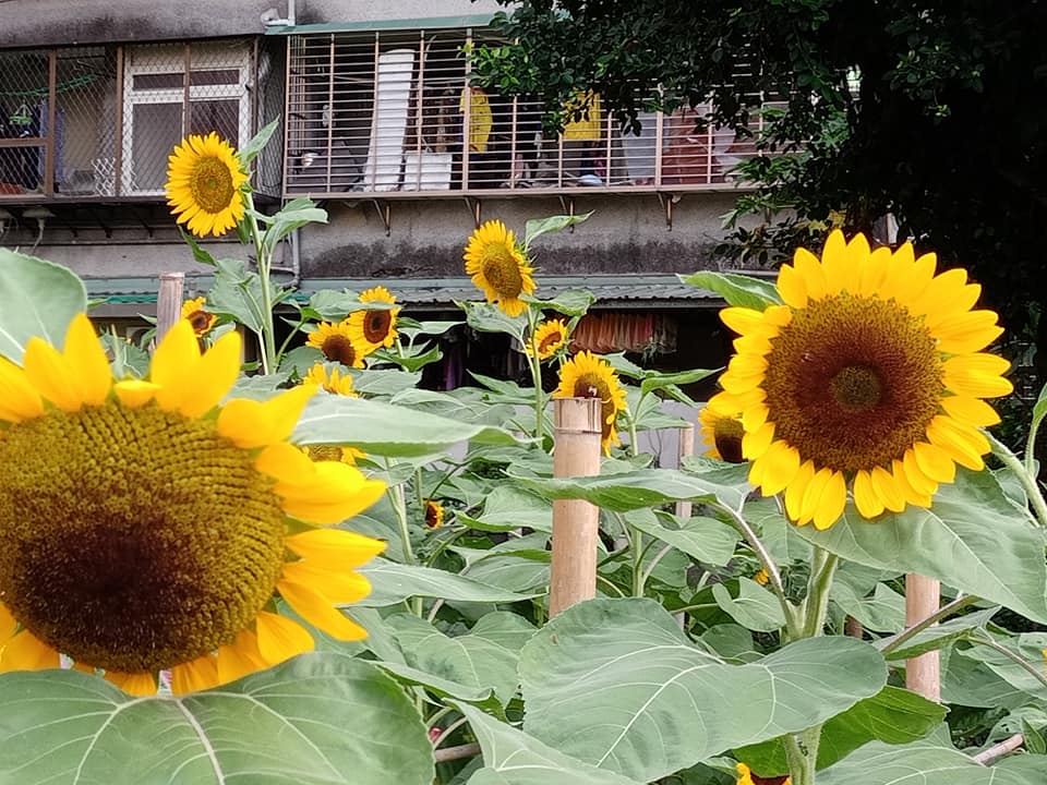 “光明之花”向日葵