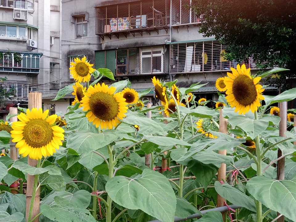 “光明之花”向日葵