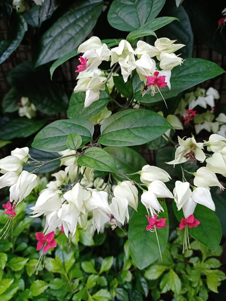 疫情趨緩看龍吐珠