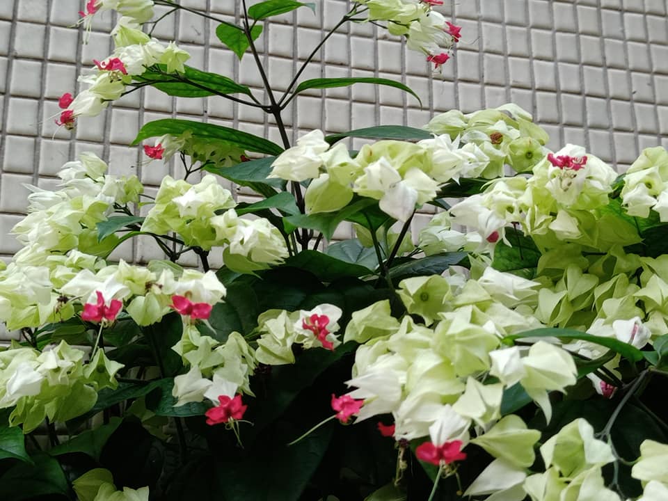 疫情趨緩看龍吐珠