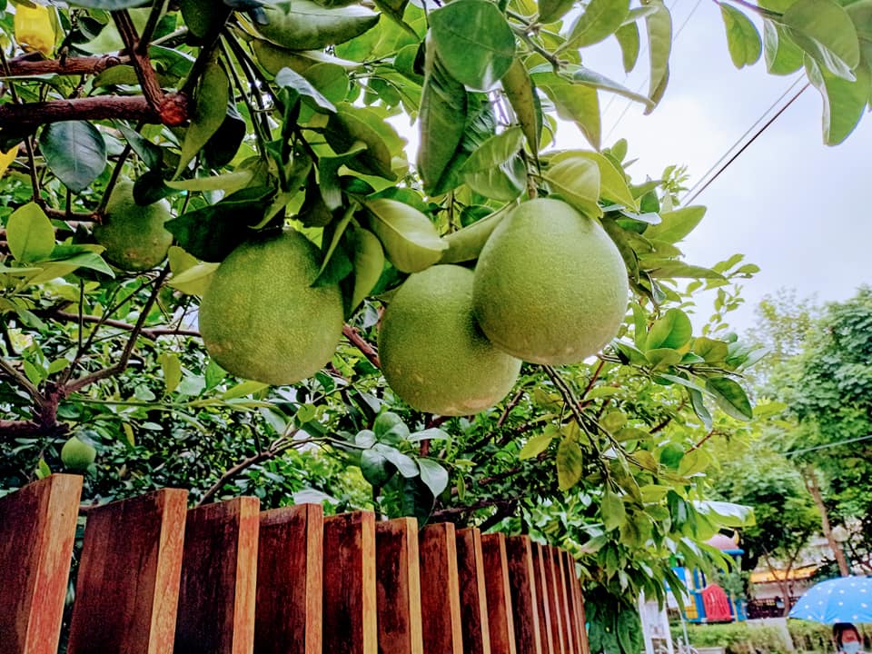 看柚子樹結果實